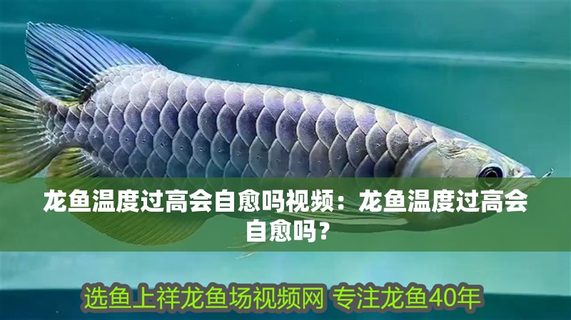 龍魚溫度過高會自愈嗎視頻：龍魚溫度過高會自愈嗎？