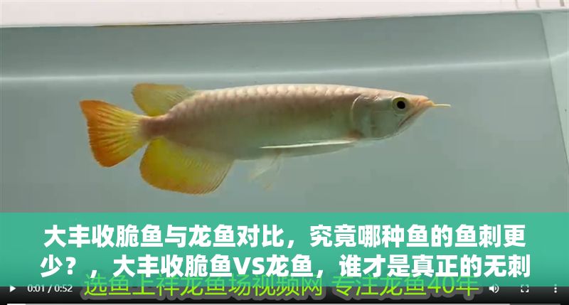大豐收脆魚與龍魚對比，究竟哪種魚的魚刺更少？，大豐收脆魚VS龍魚，誰才是真正的無刺之王？