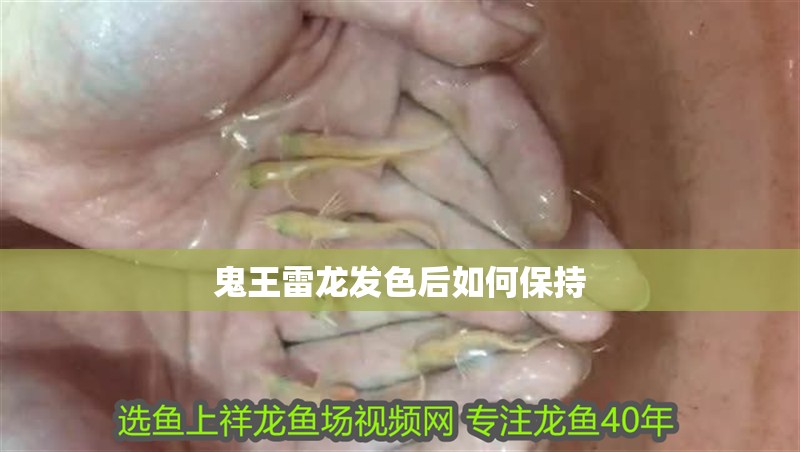 鬼王雷龍發色后如何保持
