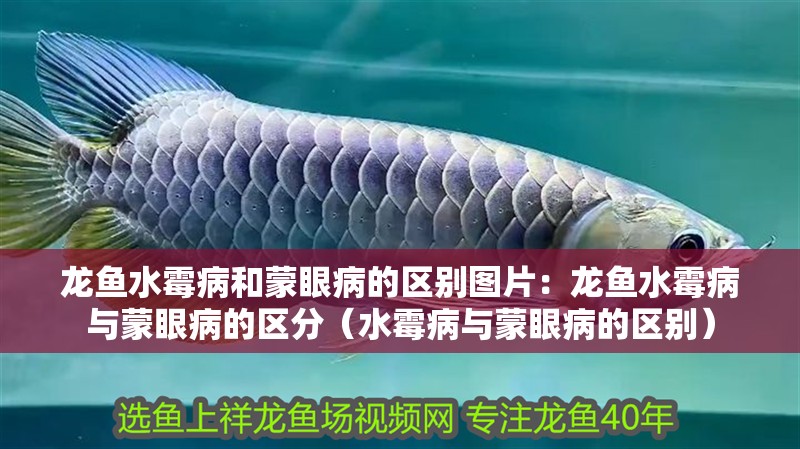 龍魚水霉病和蒙眼病的區(qū)別圖片：龍魚水霉病與蒙眼病的區(qū)分（水霉病與蒙眼病的區(qū)別）