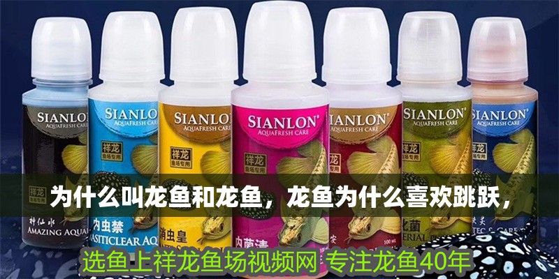 為什么叫龍魚和龍魚，龍魚為什么喜歡跳躍，