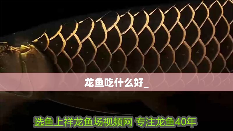 龍魚吃什么好_