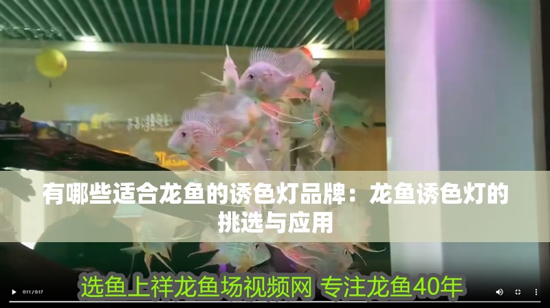 有哪些適合龍魚的誘色燈品牌：龍魚誘色燈的挑選與應用