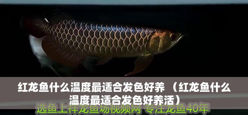 紅龍魚什么溫度最適合發色好養 （紅龍魚什么溫度最適合發色好養活）