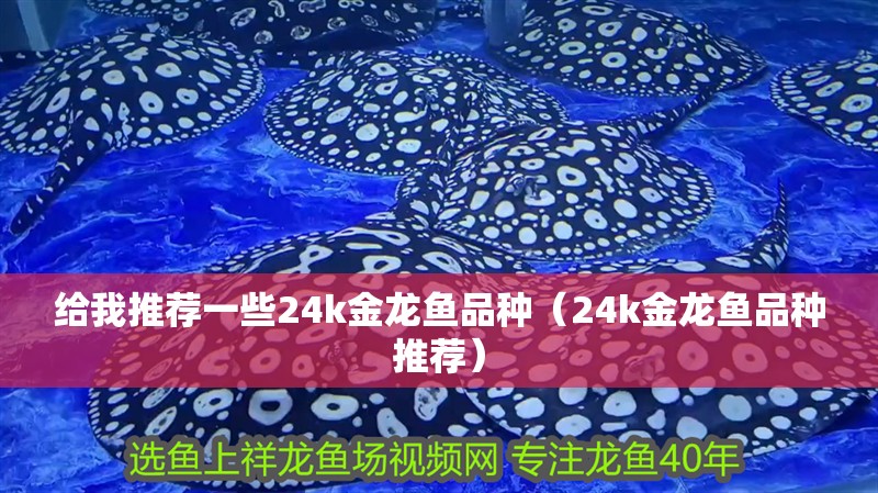 給我推薦一些24k金龍魚品種（24k金龍魚品種推薦）