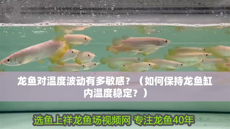 龍魚對(duì)溫度波動(dòng)有多敏感？（如何保持龍魚缸內(nèi)溫度穩(wěn)定？）