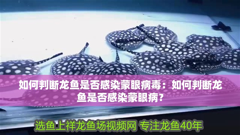 如何判斷龍魚是否感染蒙眼病毒：如何判斷龍魚是否感染蒙眼病？