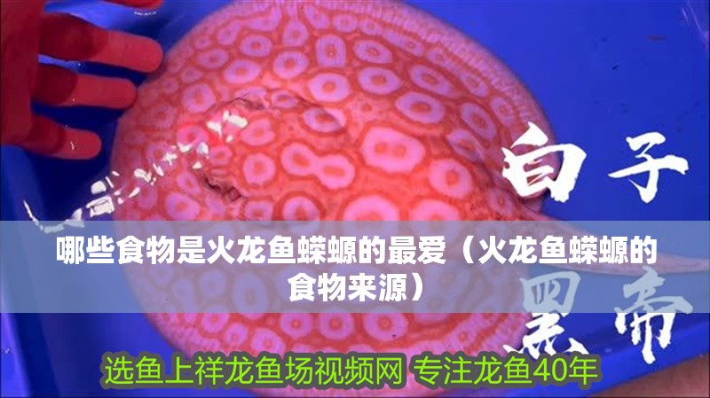 哪些食物是火龍魚蠑螈的最愛（火龍魚蠑螈的食物來源）