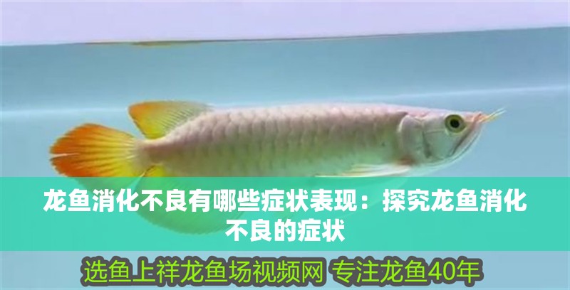 龍魚消化不良有哪些癥狀表現(xiàn)：探究龍魚消化不良的癥狀