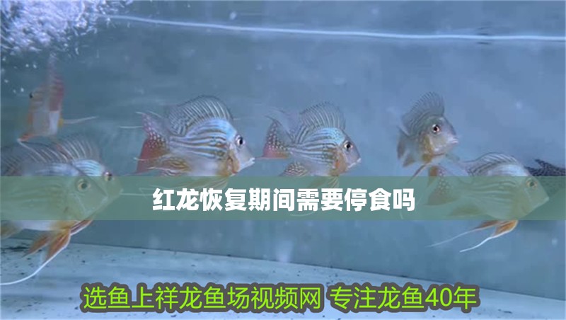 紅龍恢復期間需要停食嗎 紅龍恢復期間需要停食嗎 龍魚百科