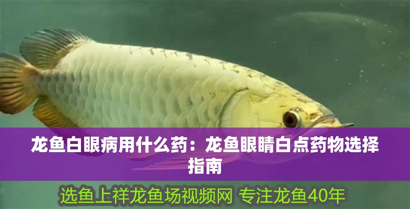 龍魚白眼病用什么藥：龍魚眼睛白點藥物選擇指南