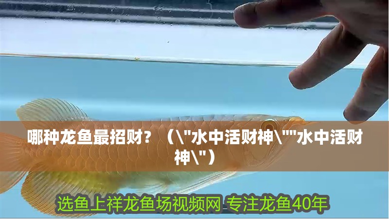哪種龍魚最招財？（\
