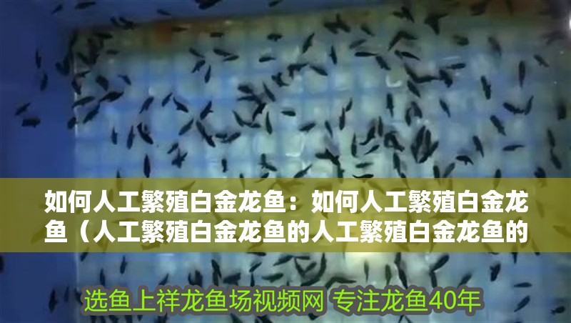 如何人工繁殖白金龍魚：如何人工繁殖白金龍魚（人工繁殖白金龍魚的人工繁殖白金龍魚的步驟是什么）