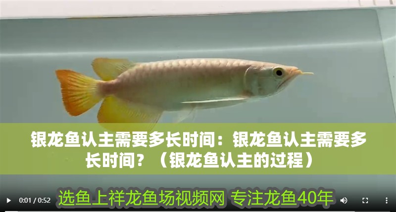 銀龍魚認主需要多長時間：銀龍魚認主需要多長時間？（銀龍魚認主的過程）