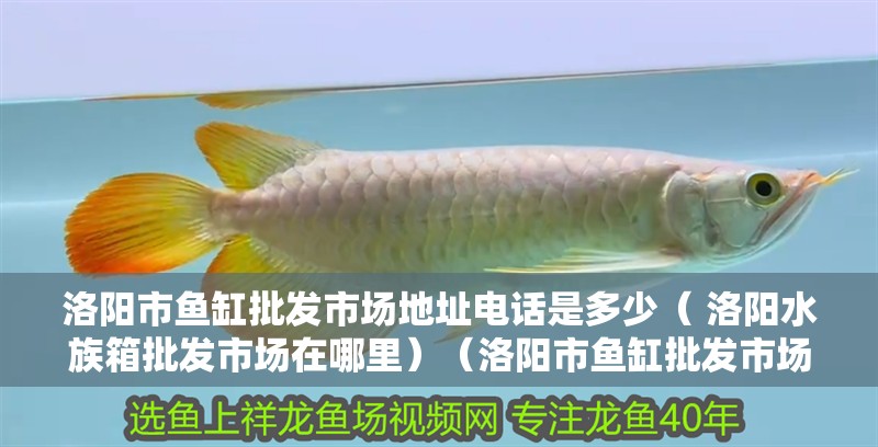 洛陽市魚缸批發(fā)市場(chǎng)地址電話是多少（ 洛陽水族箱批發(fā)市場(chǎng)在哪里）（洛陽市魚缸批發(fā)市場(chǎng)）