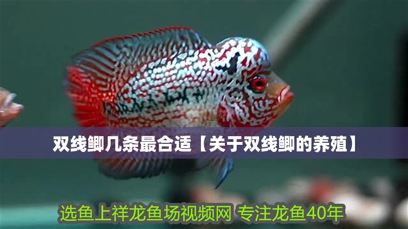 雙線鯽幾條最合適【關于雙線鯽的養殖】