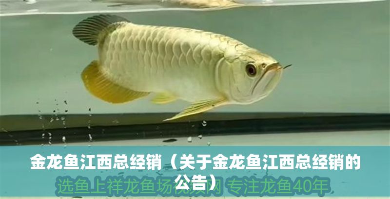 金龍魚江西總經銷（關于金龍魚江西總經銷的公告）