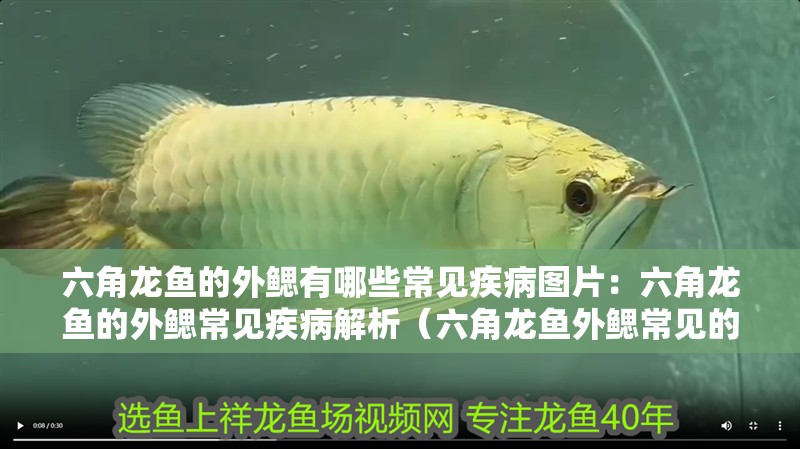 六角龍魚的外鰓有哪些常見疾病圖片：六角龍魚的外鰓常見疾病解析（六角龍魚外鰓常見的幾種疾病及其圖片預防措施及其圖片）