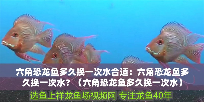 六角恐龍魚多久換一次水合適：六角恐龍魚多久換一次水？（六角恐龍魚多久換一次水）