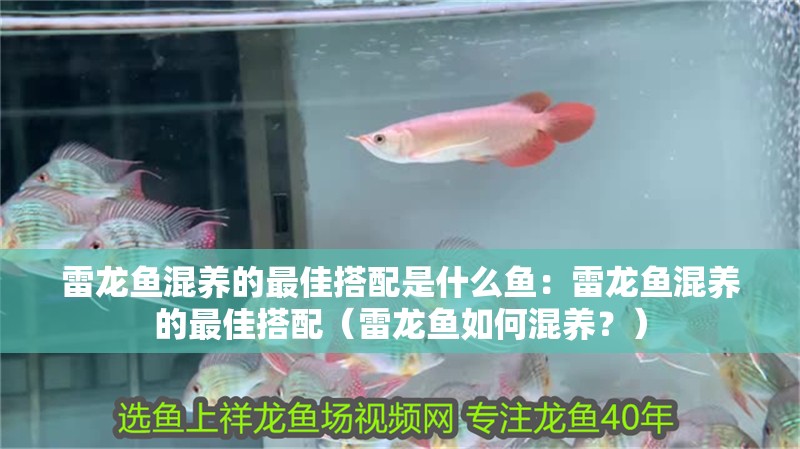 雷龍魚混養(yǎng)的最佳搭配是什么魚：雷龍魚混養(yǎng)的最佳搭配（雷龍魚如何混養(yǎng)？）