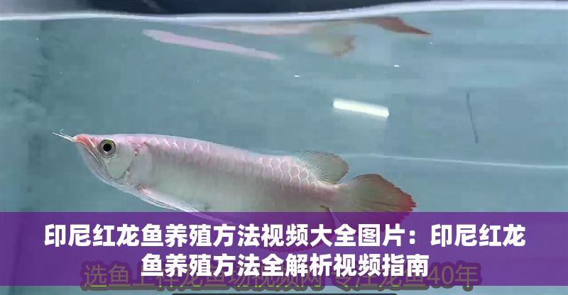 印尼紅龍魚養(yǎng)殖方法視頻大全圖片：印尼紅龍魚養(yǎng)殖方法全解析視頻指南
