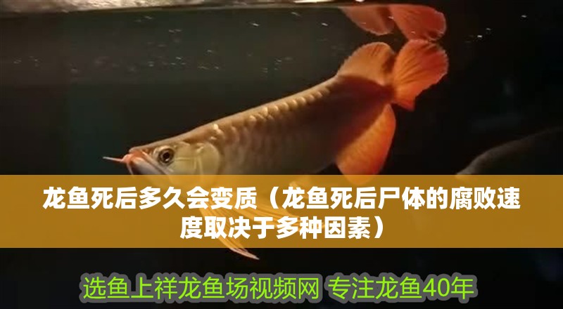 龍魚死后多久會變質（龍魚死后尸體的腐敗速度取決于多種因素）
