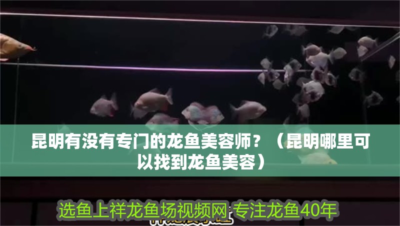 <strong><mark>昆明</mark></strong>有沒有專門的龍魚美容師？（<strong><mark>昆明</mark></strong>哪里可以找到龍魚美容）