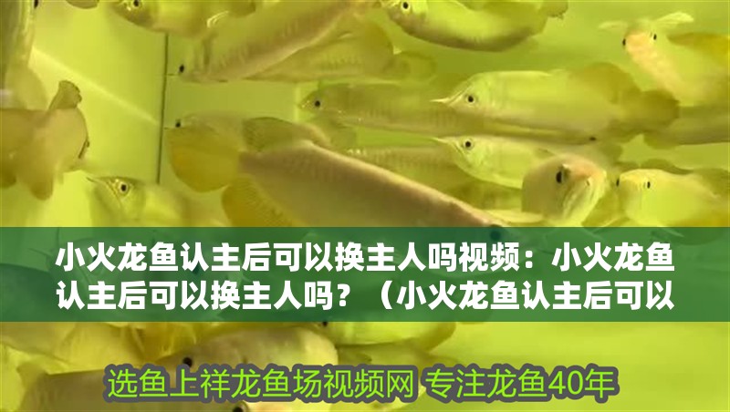 小火龍魚認(rèn)主后可以換主人嗎視頻：小火龍魚認(rèn)主后可以換主人嗎？（小火龍魚認(rèn)主后可以換主人嗎，）