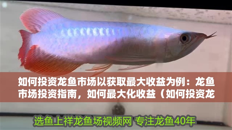 如何投資龍魚市場以獲取最大收益為例：龍魚市場投資指南，如何最大化收益（如何投資龍魚市場）