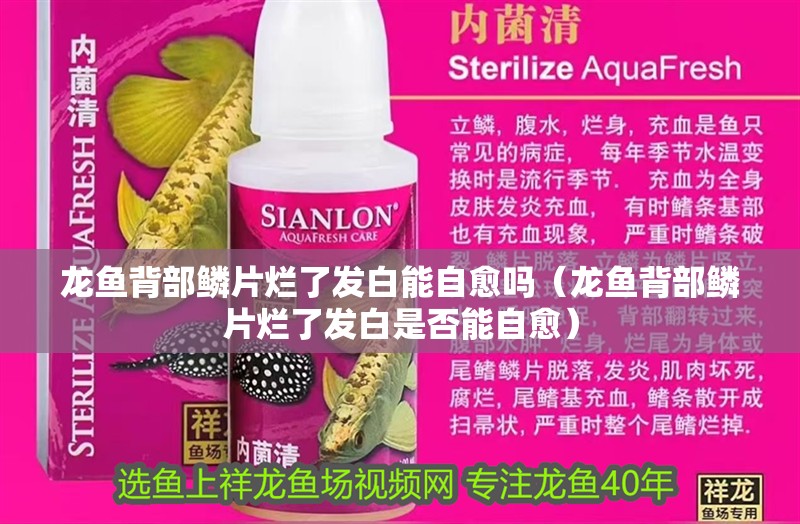龍魚背部鱗片爛了發(fā)白能自愈嗎（龍魚背部鱗片爛了發(fā)白是否能自愈） 龍魚背部鱗片爛了發(fā)白能自愈嗎（龍魚背部鱗片爛了發(fā)白是否能自愈） 龍魚百科