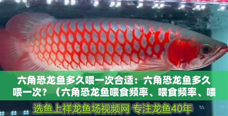 六角恐龍魚多久喂一次合適：六角恐龍魚多久喂一次？（六角恐龍魚喂食頻率、喂食頻率、喂食量以及喂食方法）