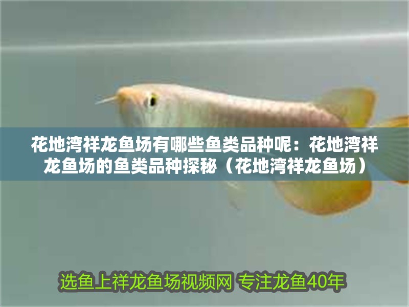 花地灣祥龍魚場有哪些魚類品種呢：花地灣祥龍魚場的魚類品種探秘（花地灣祥龍魚場）