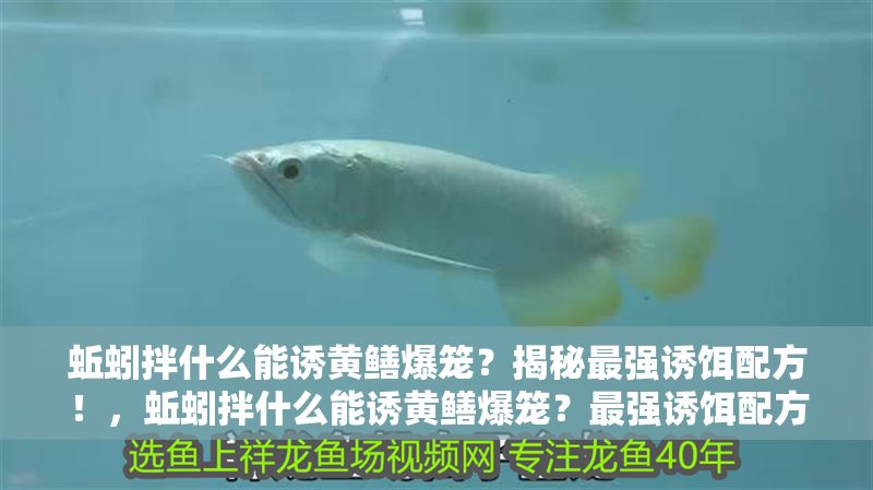 蚯蚓拌什么能誘黃鱔爆籠？揭秘最強誘餌配方！，蚯蚓拌什么能誘黃鱔爆籠？最強誘餌配方大公開！，已高度優化，僅微調結尾短語使語氣更強烈，核心關鍵詞和疑問句式均保留，符合誘餌配方揭秘類內容的傳播需求）