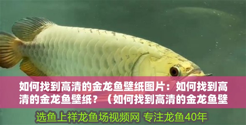 如何找到高清的金龍魚壁紙圖片：如何找到高清的金龍魚壁紙？（如何找到高清的金龍魚壁紙）