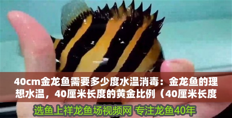 40cm金龍魚需要多少度水溫消毒：金龍魚的理想水溫，40厘米長度的黃金比例（40厘米長度的金龍魚需要多少度的水溫，金龍魚的理想水溫需求）