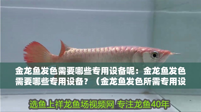 金龍魚發(fā)色需要哪些專用設(shè)備呢：金龍魚發(fā)色需要哪些專用設(shè)備？（金龍魚發(fā)色所需專用設(shè)備）
