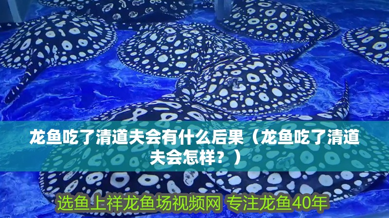 龍魚吃了清道夫會有什么后果（龍魚吃了清道夫會怎樣？）