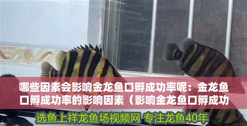 哪些因素會(huì)影響金龍魚口孵成功率呢：金龍魚口孵成功率的影響因素（影響金龍魚口孵成功率的幾個(gè)因素）