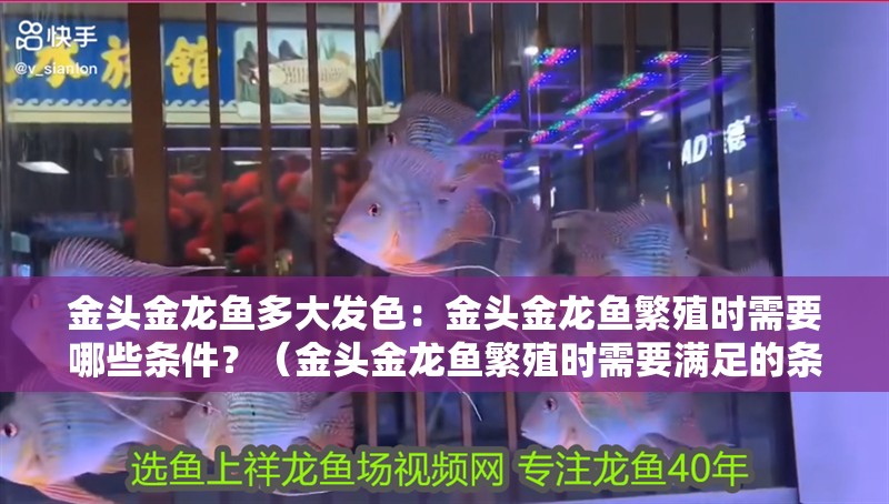 金頭金龍魚多大發(fā)色：金頭金龍魚繁殖時需要哪些條件？（金頭金龍魚繁殖時需要滿足的條件）