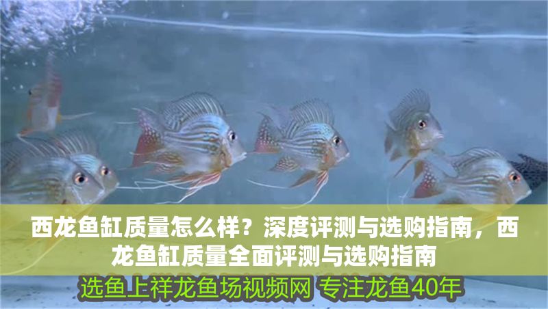 西龍魚缸質(zhì)量怎么樣？深度評(píng)測(cè)與選購(gòu)指南，西龍魚缸質(zhì)量全面評(píng)測(cè)與選購(gòu)指南