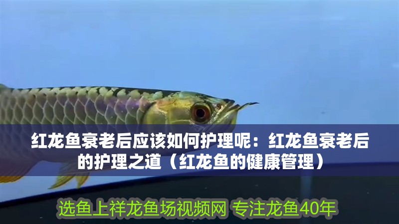 紅龍魚(yú)衰老后應(yīng)該如何護(hù)理呢：紅龍魚(yú)衰老后的護(hù)理之道（紅龍魚(yú)的健康管理）