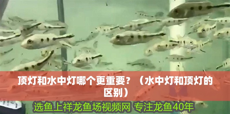 頂燈和水中燈哪個更重要？（水中燈和頂燈的區(qū)別）