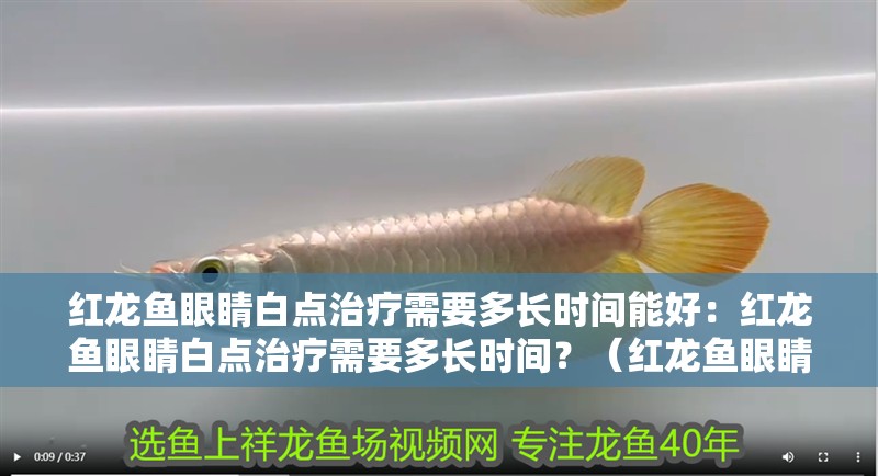 紅龍魚眼睛白點治療需要多長時間能好：紅龍魚眼睛白點治療需要多長時間？（紅龍魚眼睛白點治療需要多長時間治療紅龍魚眼睛白點）