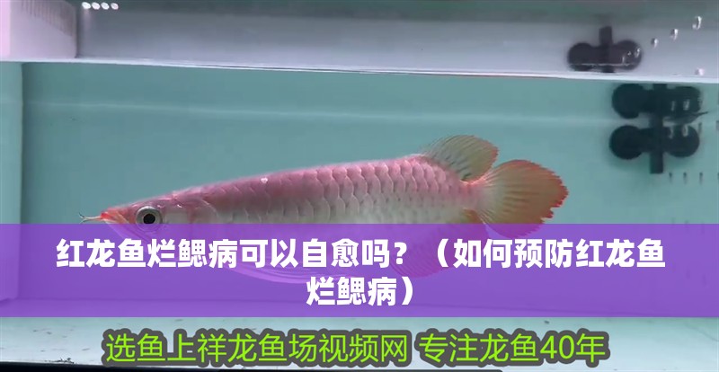 紅龍魚爛鰓病可以自愈嗎？（如何預防紅龍魚爛鰓病）