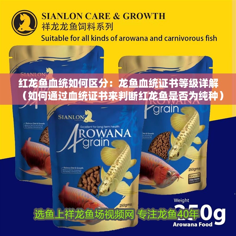 紅龍魚血統如何區分：龍魚血統證書等級詳解（如何通過血統證書來判斷紅龍魚是否為純種）