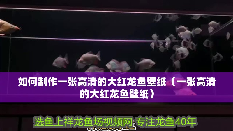 如何制作一張高清的大紅龍魚壁紙（一張高清的大紅龍魚壁紙）