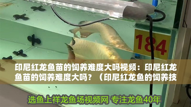 印尼紅龍魚苗的飼養難度大嗎視頻：印尼紅龍魚苗的飼養難度大嗎？（印尼紅龍魚的飼養技術）