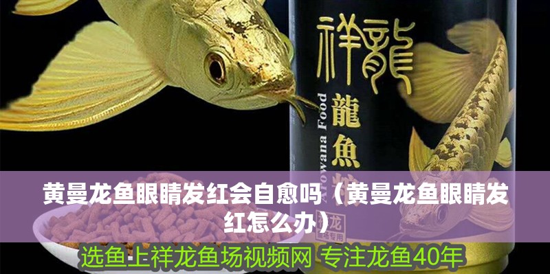 黃曼龍魚眼睛發(fā)紅會(huì)自愈嗎（黃曼龍魚眼睛發(fā)紅怎么辦）