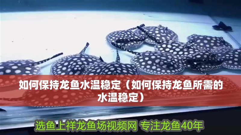 如何保持龍魚水溫穩定（如何保持龍魚所需的水溫穩定）
