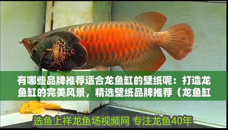 有哪些品牌推薦適合龍魚缸的壁紙呢：打造龍魚缸的完美風景，精選壁紙品牌推薦（龍魚缸壁紙品牌推薦：farrow&**-）